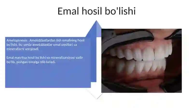 Tishlarni rivojlanishi va minirellashuvining asosiy bosqichlari 4