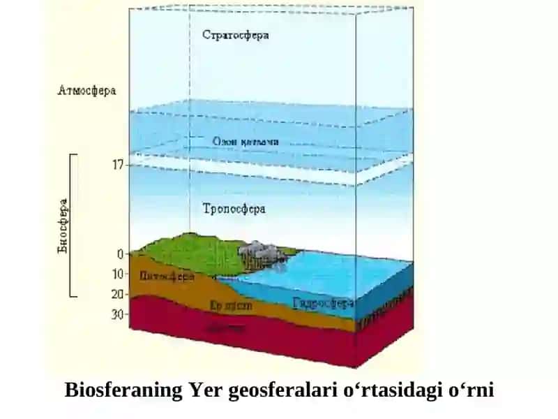 Biosferaning tuzilishi. Ekologik tizimni tuzilishi 4