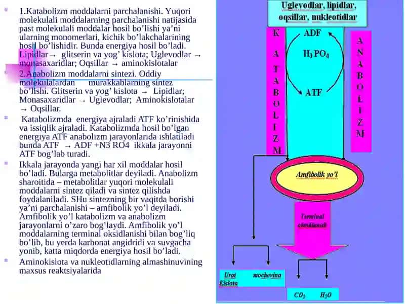 MODDA VA ENERGIYA ALMASHINUVI.PIRОUZUMKISLОTASINING ОKSIDLANISHLI DЕKARBОKSILLANISHI.LIMON KISLOTALISIKL 4