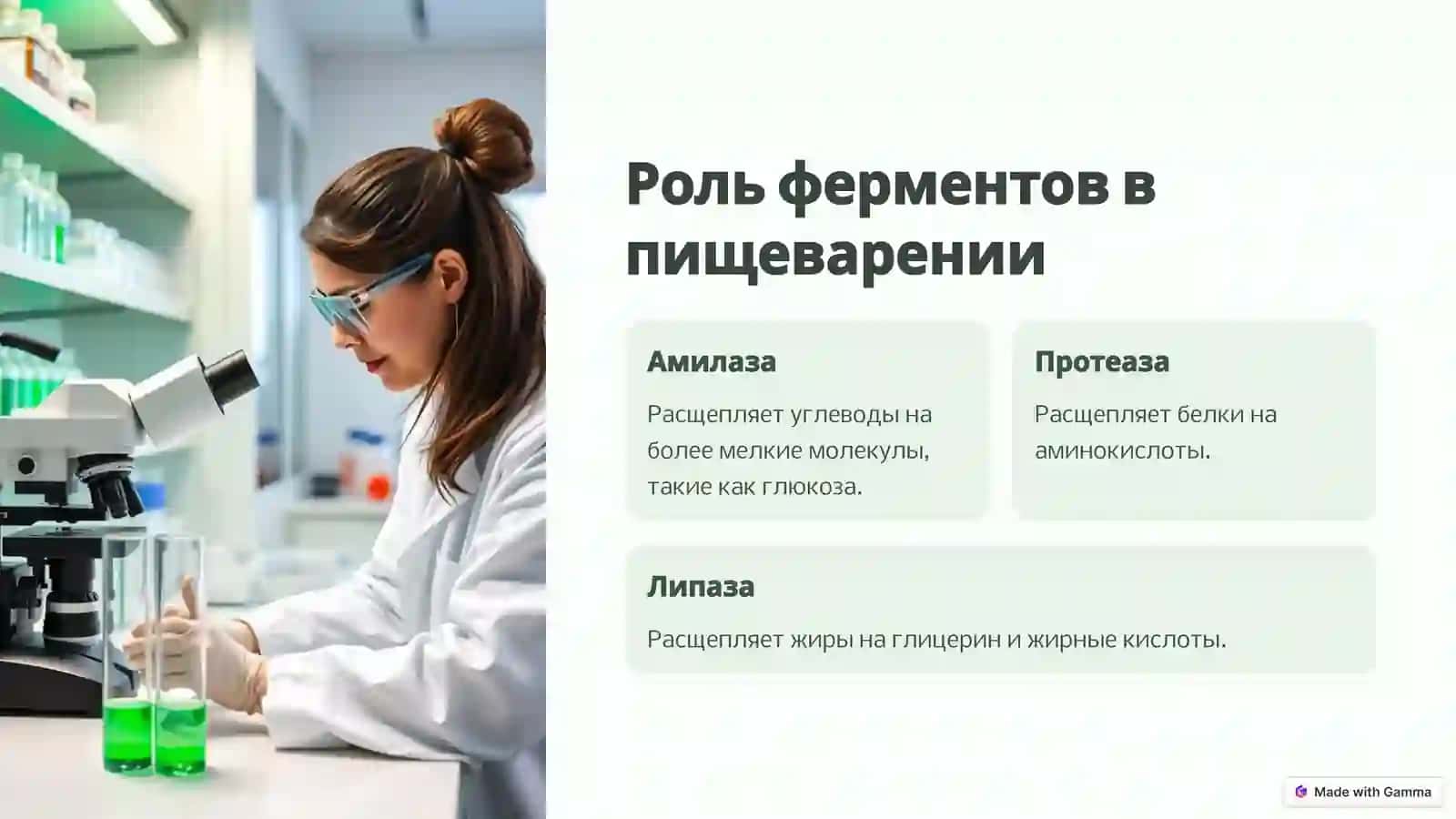 Система пищеварения: детальное описание 4