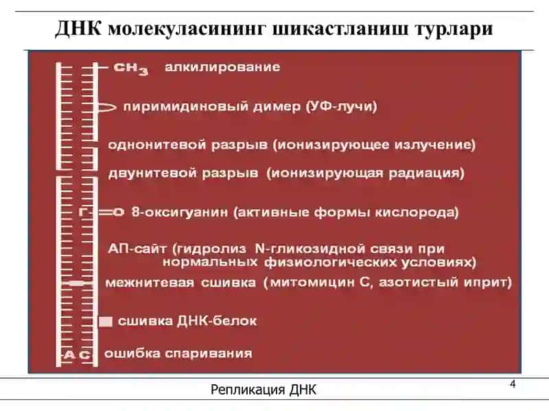 Мутациялар ва канцерогенез 4