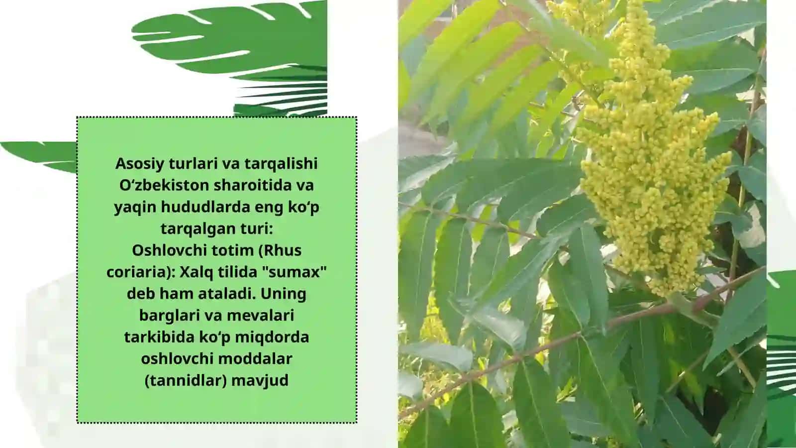 Totim ( Rhus) turkumi dorivor o‘simliklarning xalq xo‘jaligidagi ahamiyati 4