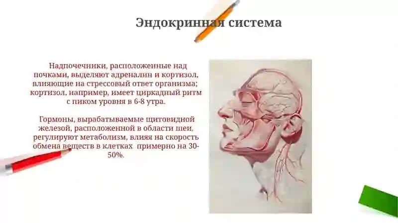 Анатомия физиология человека 4