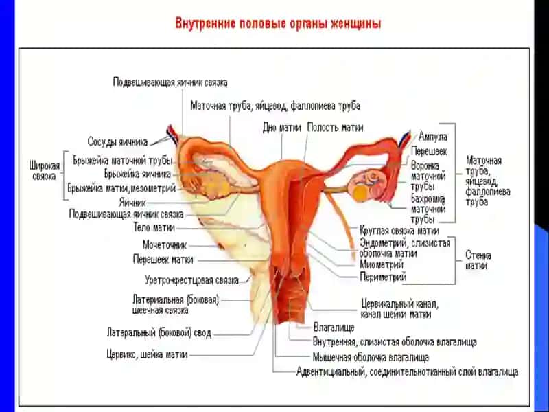 ТУХУМДОН ХАВФСИЗ УСМАЛАРИ 4