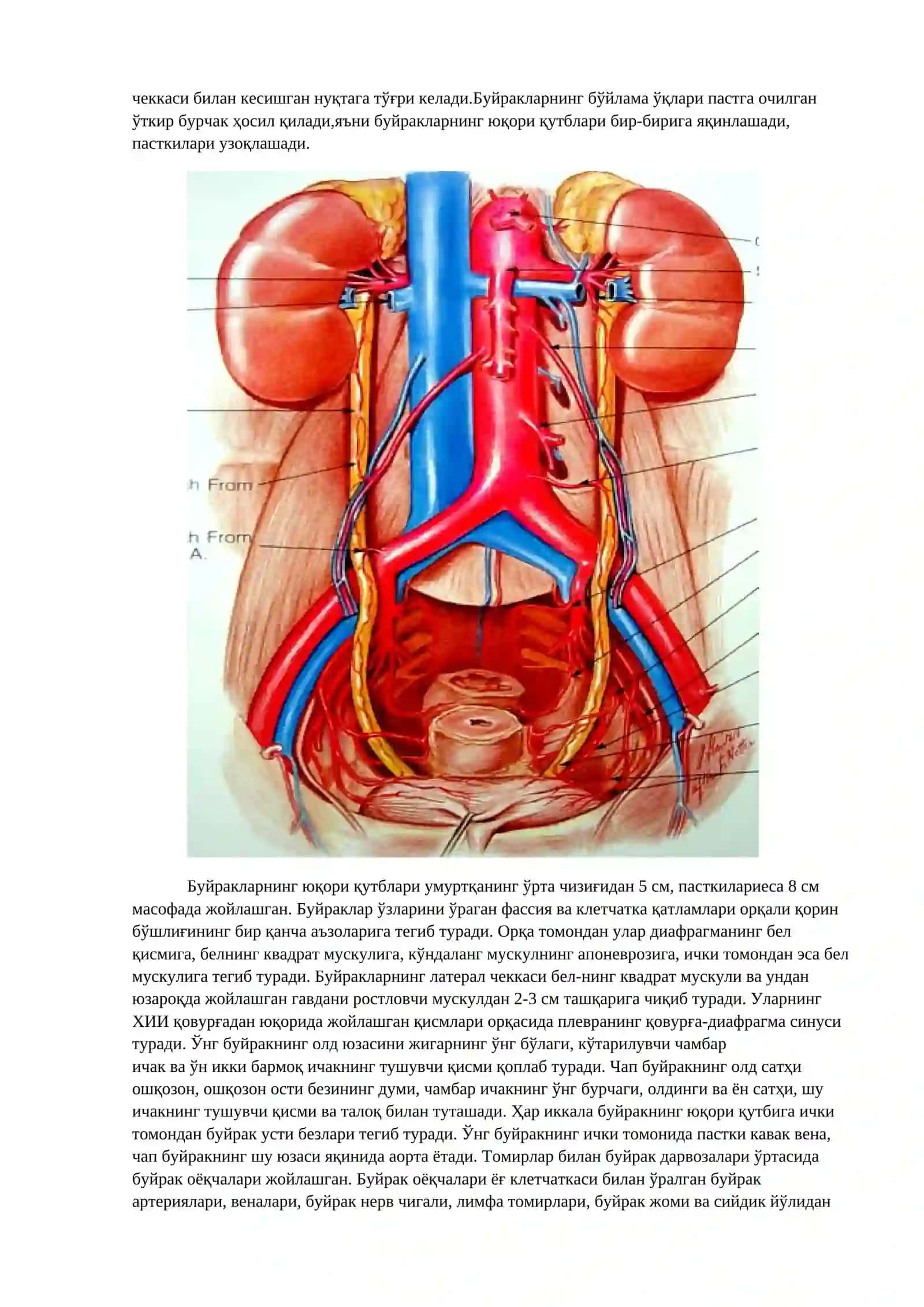 Бел соҳаси: бўлимлари, қаватма-қават тузилиши 4
