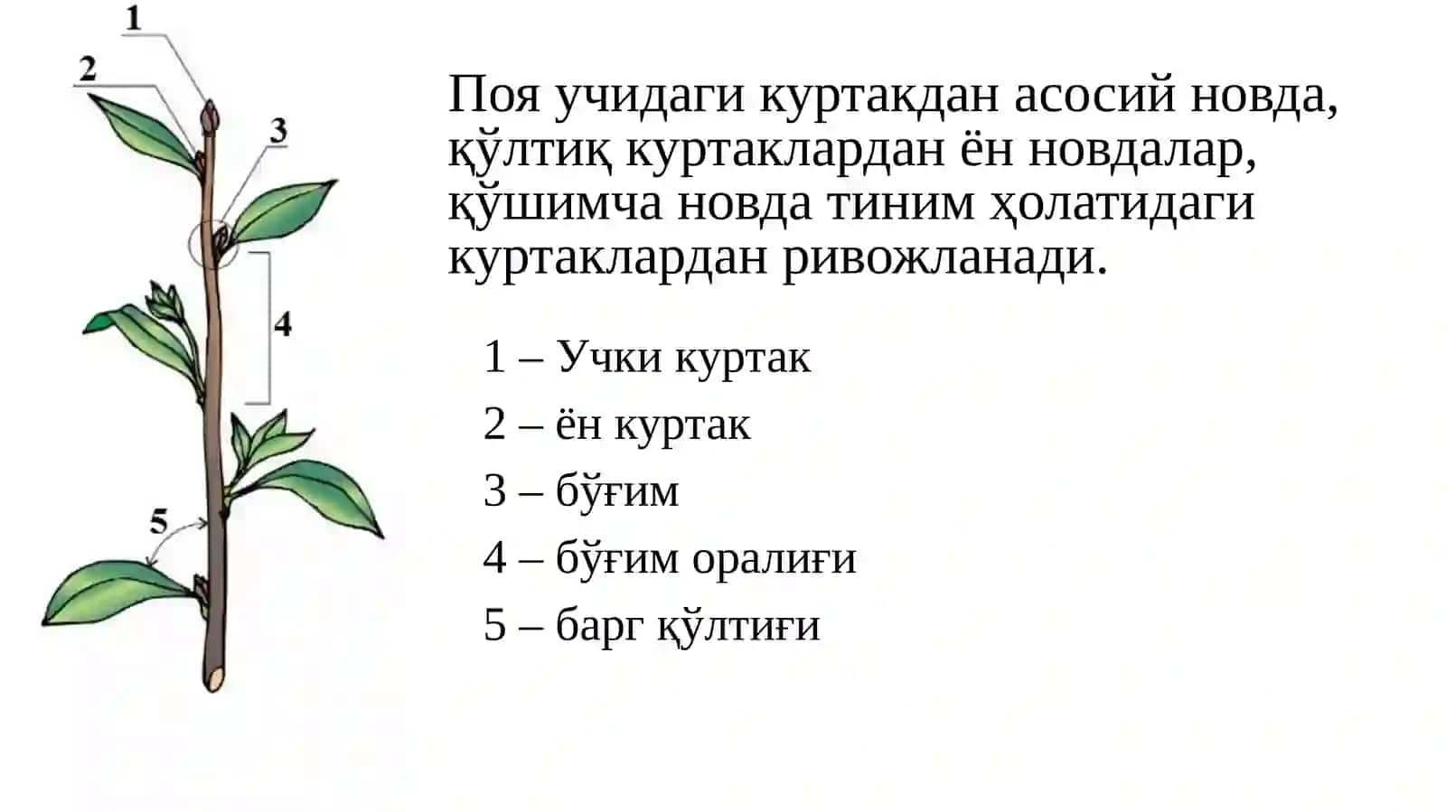 ПОЯ, НОВДАНИНГ ВАЗИФАСИ, ТУЗИЛИШИ ВА ТИПЛАРИ 4
