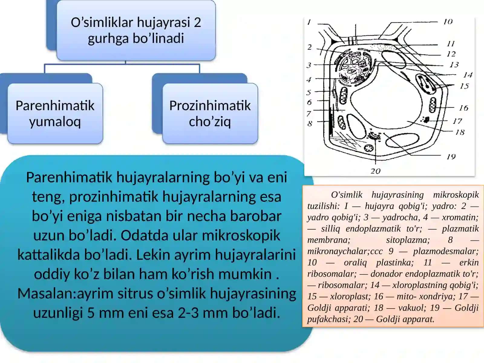 O’simlik hujayralarining tuzilishi va ontogenezi 4