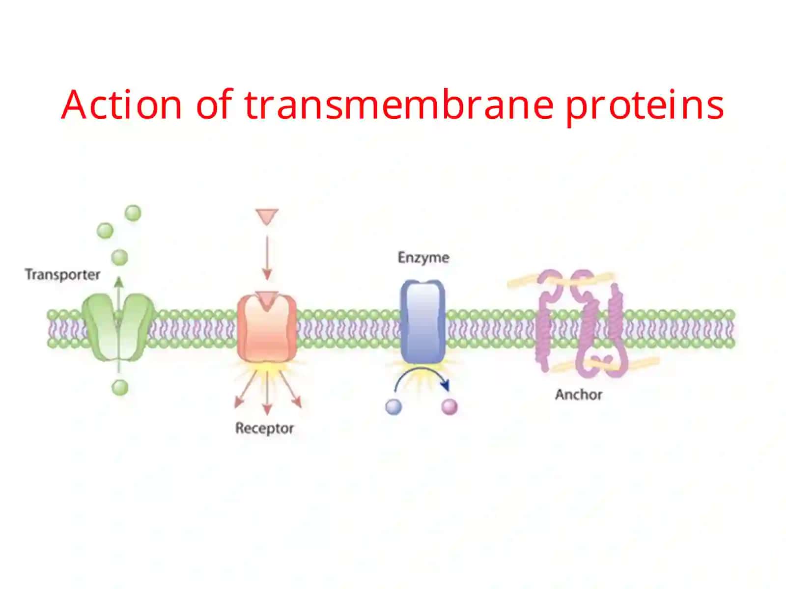 Cell BiologyLec. 2 4