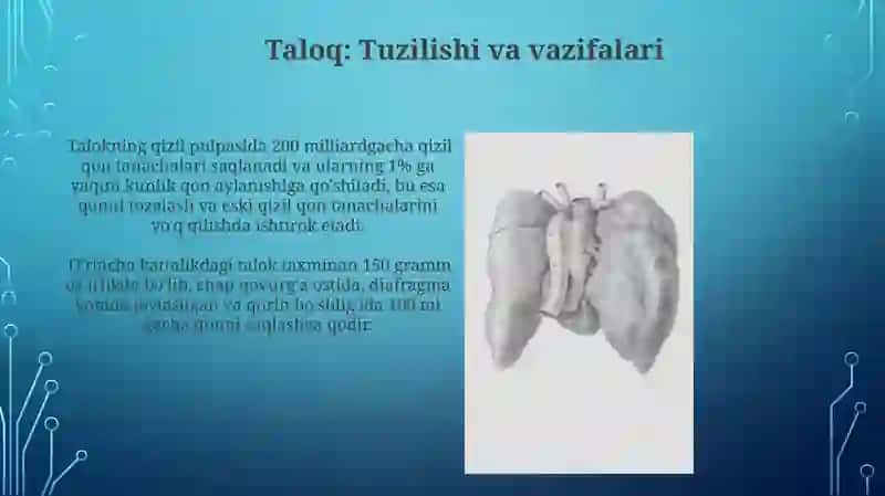 Immun tizimining markaziy va periferik a’zolari 4
