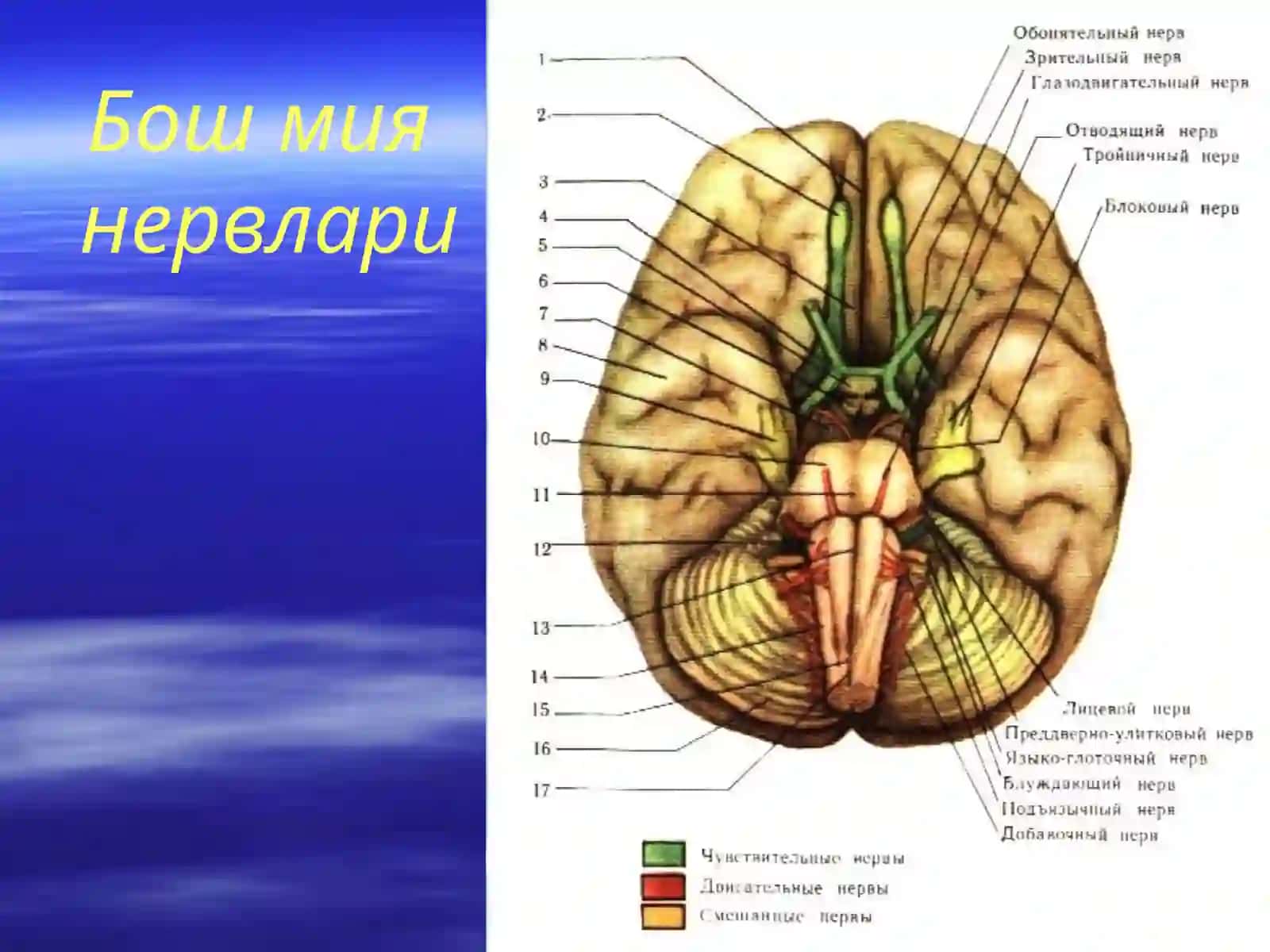 Бош мия нервлари ядролари ва функцияси 4