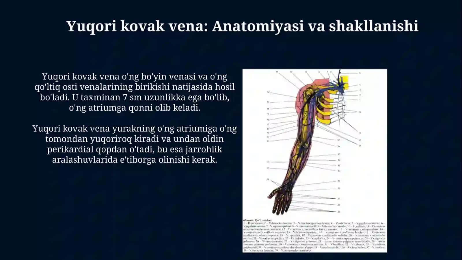 Yuqori va pastki kovak venalar: Anatomiyasi va shakllanishi 4