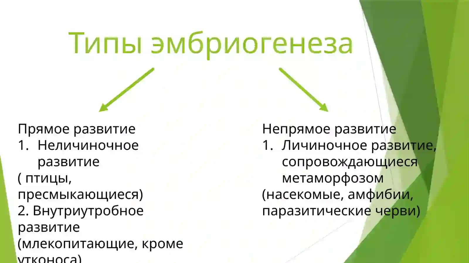 Онтогенез 4