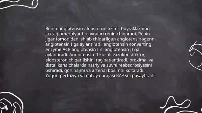 Buyraklarning qon bosimini boshqarishdagi umumiy fiziologiyasi 4