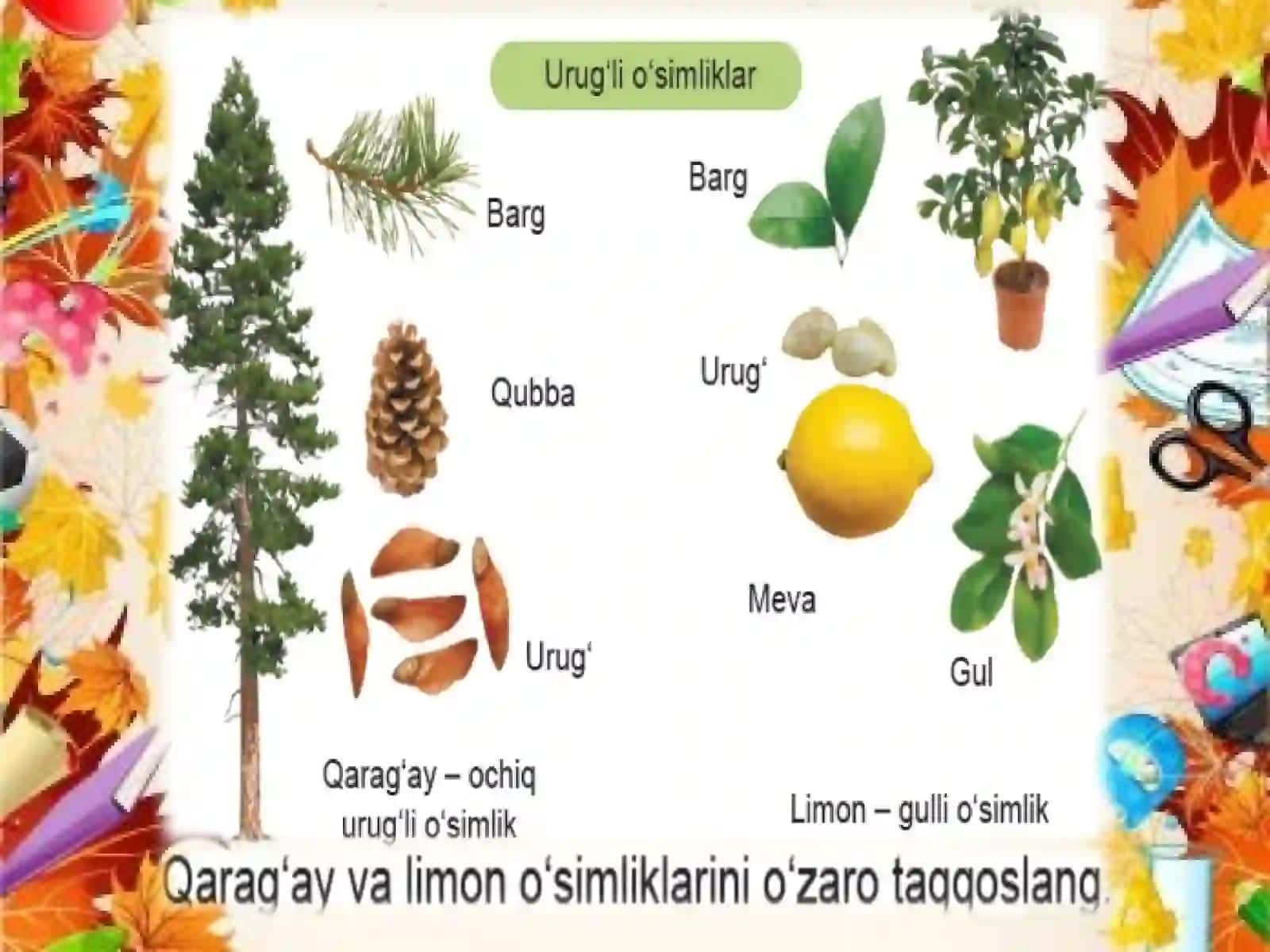 3-sinf Tabiiy Fan (Science) O'simliklarning xilma-xilligi dars ishlanma va taqdimot 4