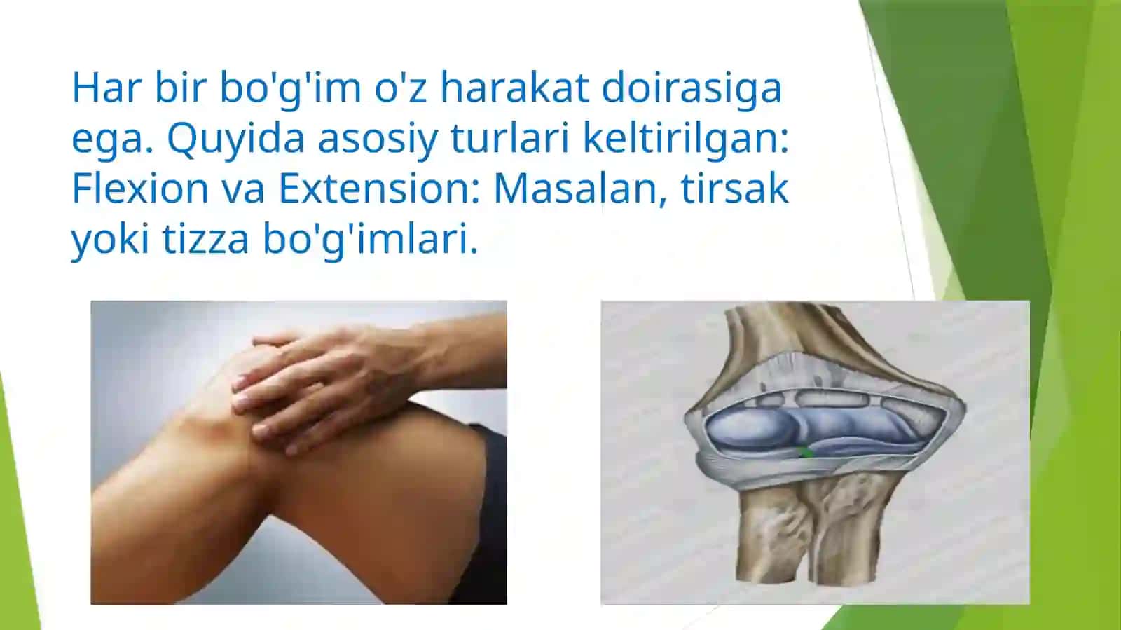 Boʻgʻimlarning strukturasi 4