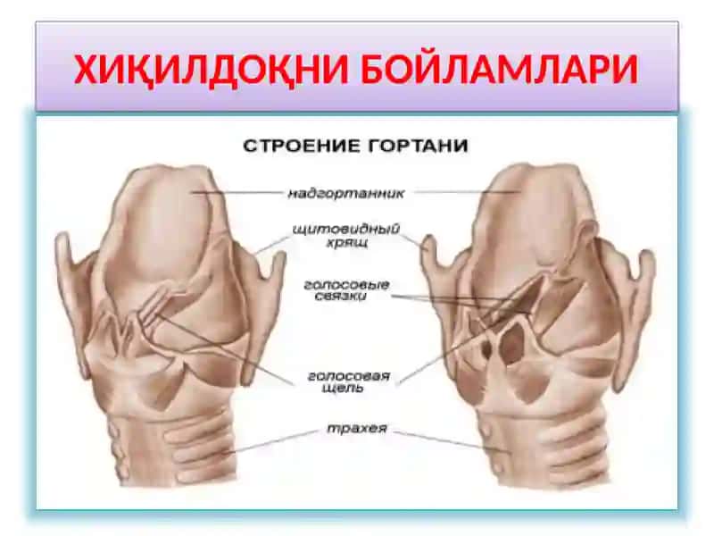 ХИҚИЛДОҚНИКЛИНИК АНАТОМИЯСИ.ХИҚИЛДОҚНИЎТКИР ВА СУРУНКАЛИ КАСАЛЛИКЛАРИ 4