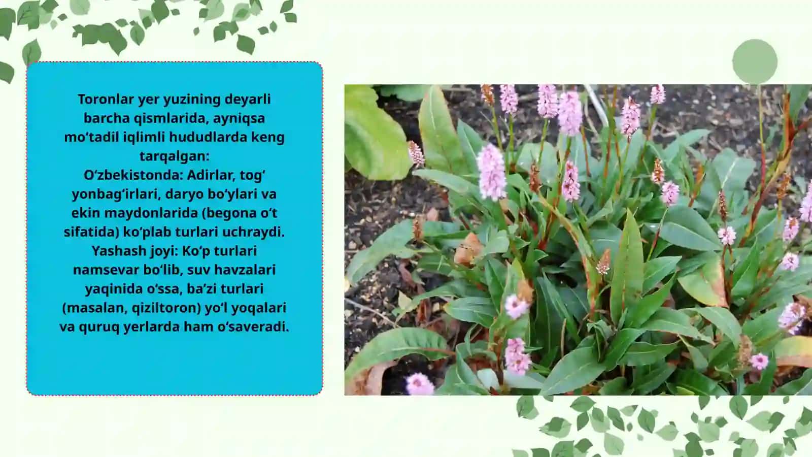 Toron (Polygonum) turkumi dorivor o‘simliklarning xalq xo‘jaligidagi ahamiyati 4