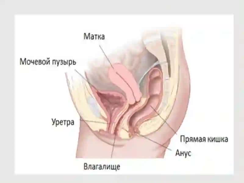 Аёллар жинсий аьзолари жойлашиш ва ривожланиш нуксонлари 4