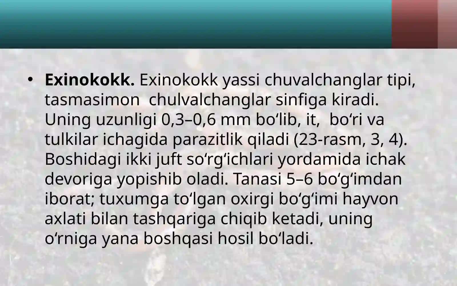 7-sinf Zoologiya 'Parazit chuvalchanglarning xilma-xilligi' ko'rgazma 4