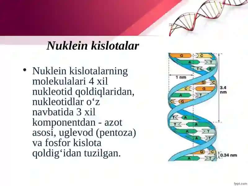 Nuklein kislotalar: tuzilishi, xossalari va biologik funksiyalari 4