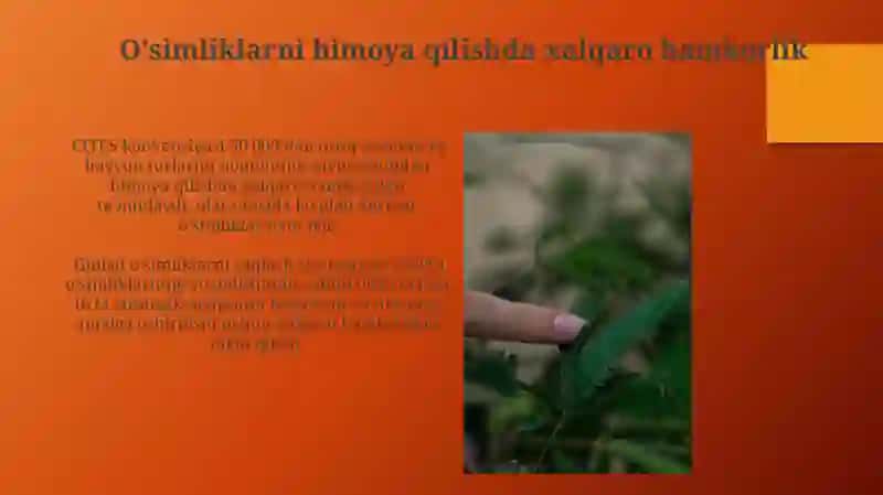 Madaniy yovvoyi va dorivor o’simliklarni tabiatda tarqalishi va muhofazasi 4