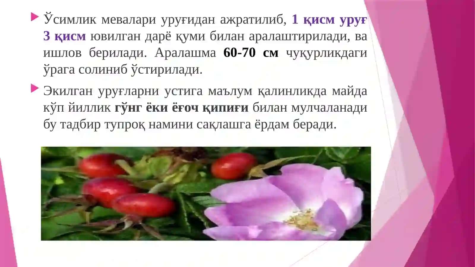 Чала бута, бута ўсимликларининг доривор турлариниетиштириш технологияси 4