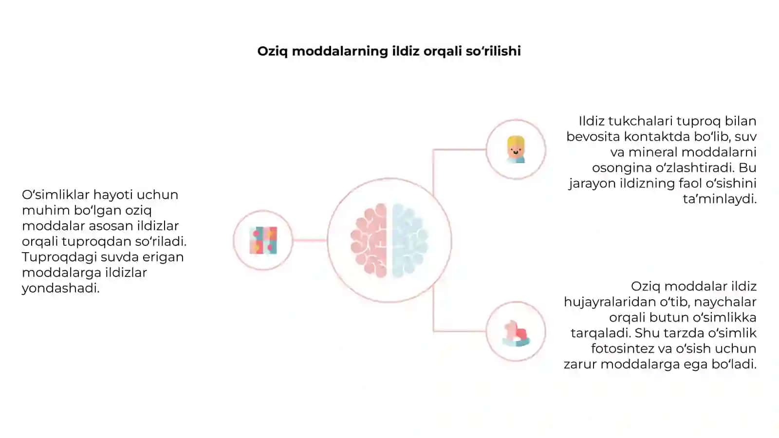 Oʻsimliklarning ildiz orqali oziqlanishi 4