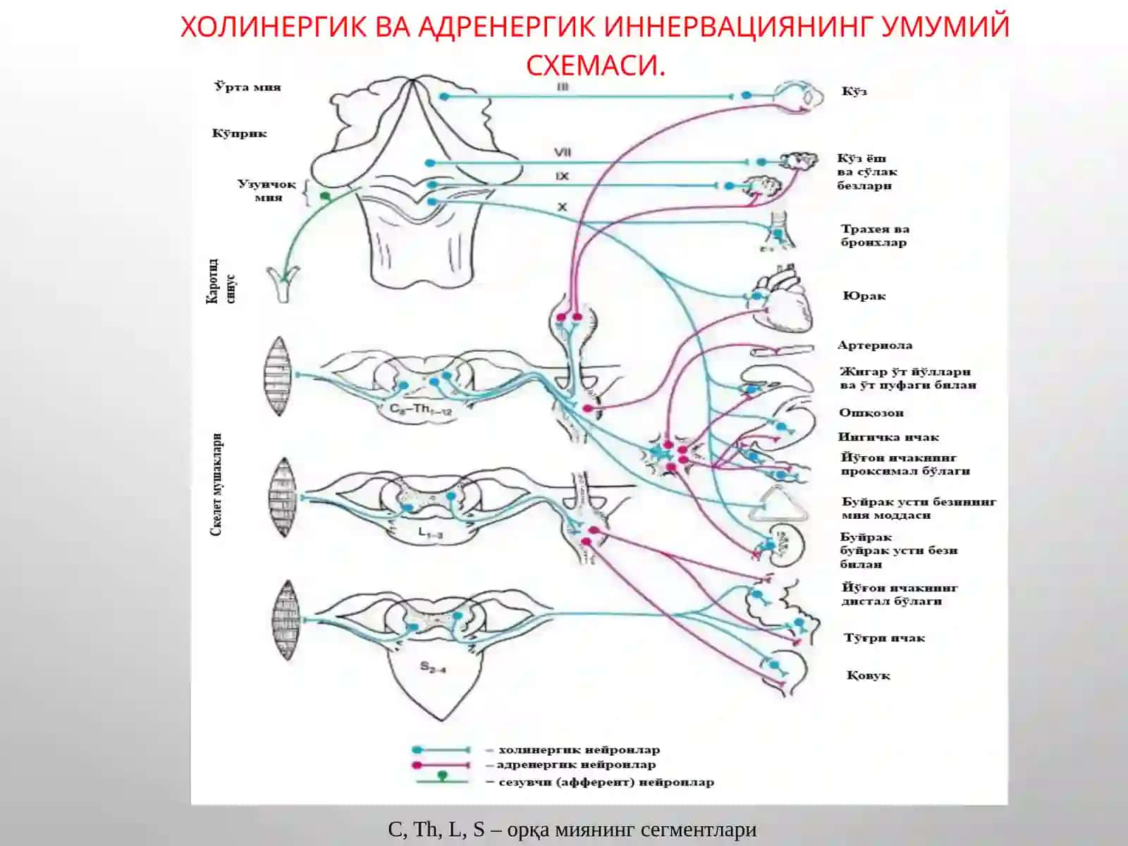 М-Н ХОЛИНОРЕЦЕПТОРЛАРГА ТАЪСИР ЭТУВЧИ ВОСИТАЛАР. М-ХОЛИНОМИМЕТИКЛАР.М-ХОЛИНОБЛОКАТОРЛАР. АНТИХОЛИНЭСТЕРАЗВОСИТАЛАР 4