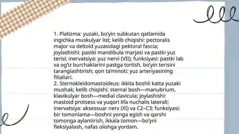 Boʻyin mushaklari 4