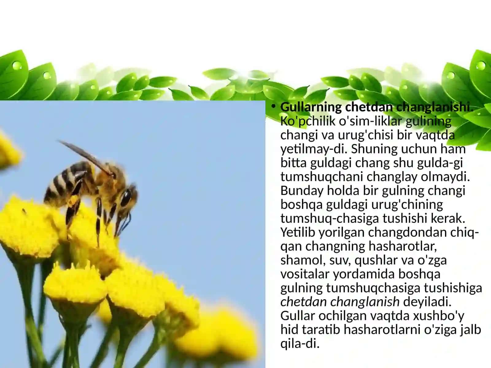 GULLARNING CHANGLANISHI 4