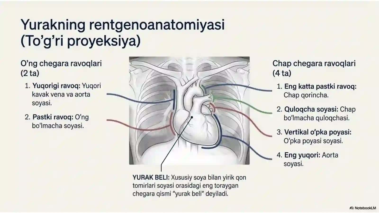 Yurakning vazifaviy anatomiyasi 4