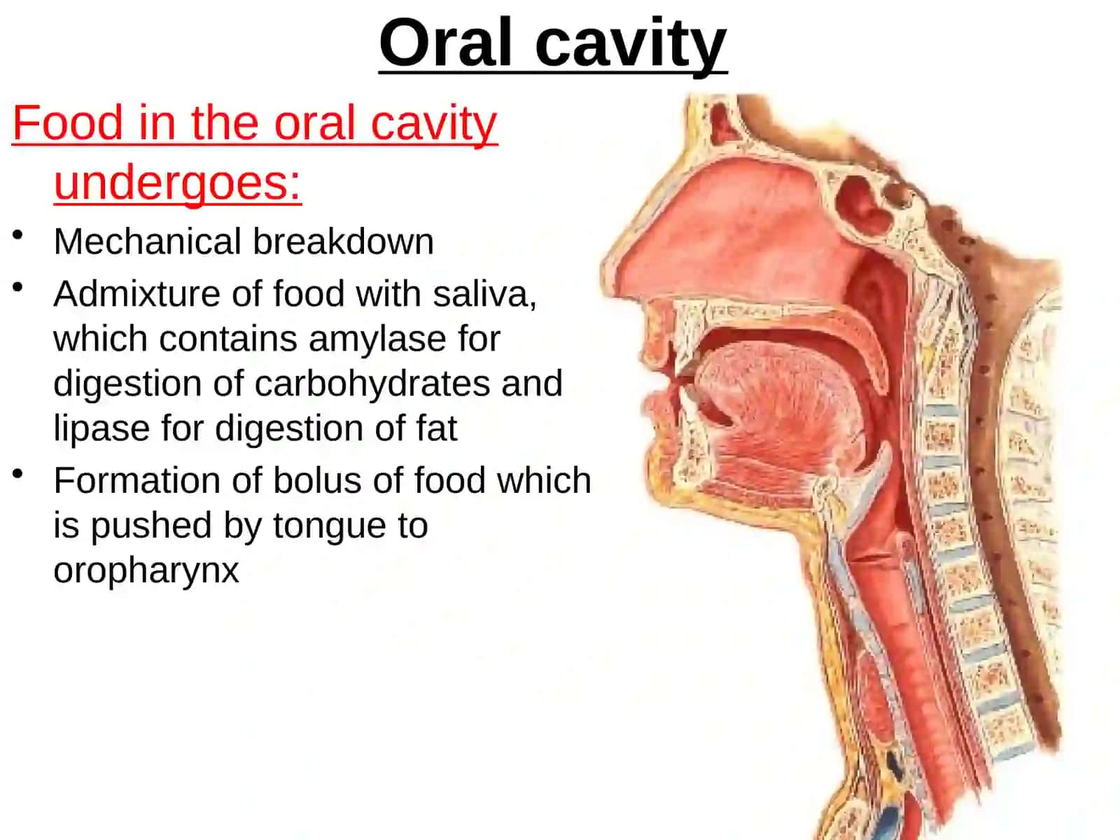 Digestive system(Alimentarysystem) 4