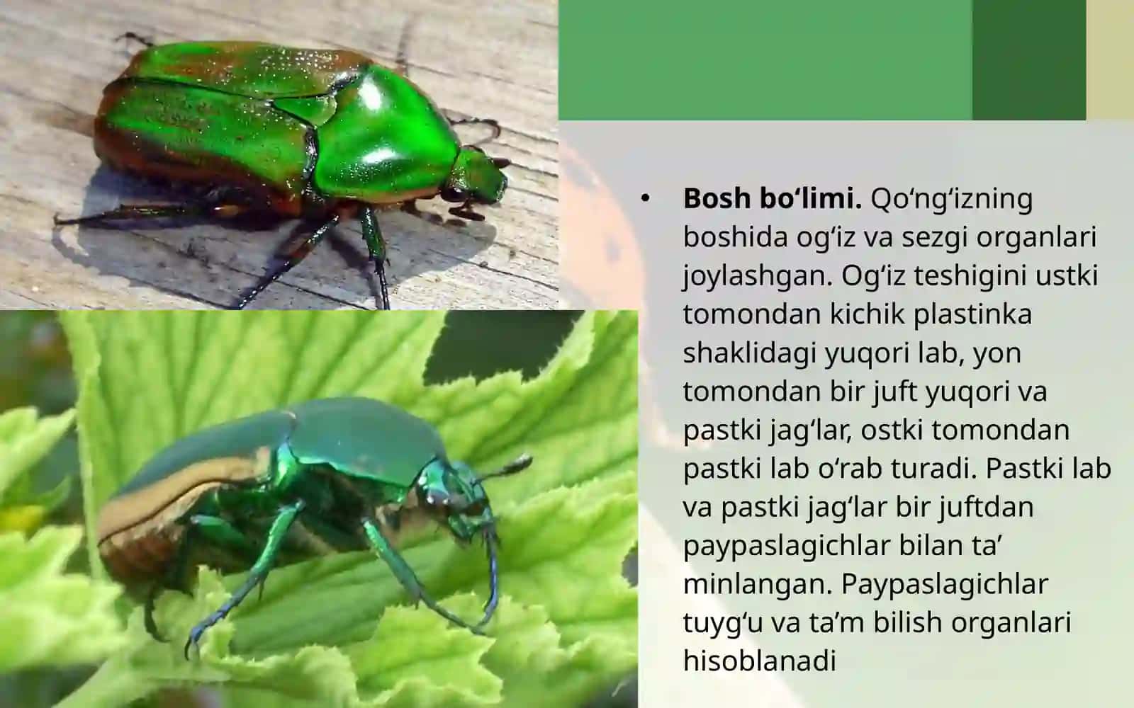 7-sinf Zoologiya 'Yashil bronza qo'ng'izining tashqi tuzilishi' ko'rgazma 4