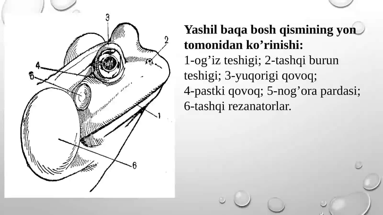 Ko’l baqasining skeleti va teri qoplami 4