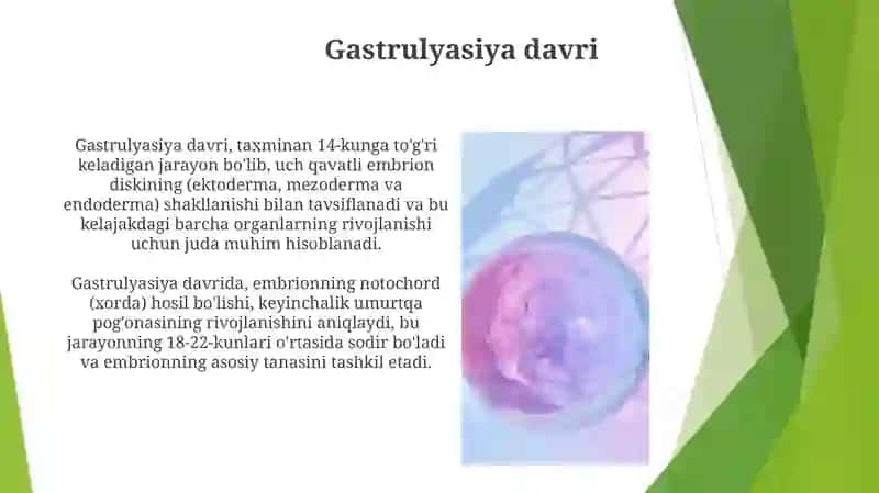 Odam embriogenezining qaltis davrlari 4