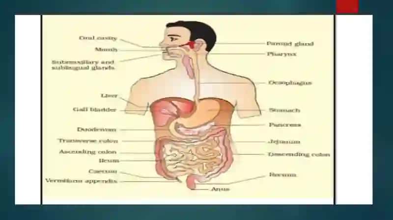 The Digestive System and Process of Digestion and Absorption 4