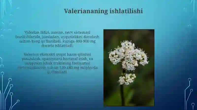 Dorivor valeriana o’simligi 4