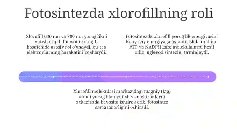 Oʻsimliklar hayotida xlorofilning ahamiyati 4
