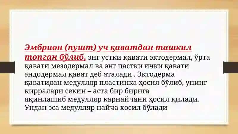 Marakaziy nerv sistemasi 4