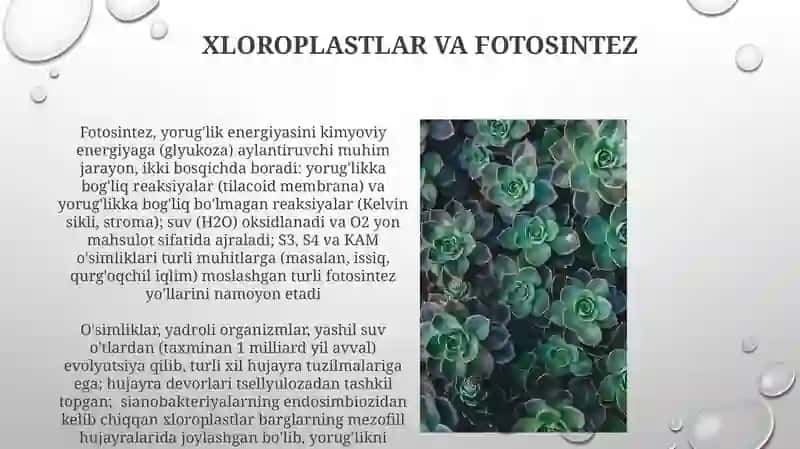 O'simlik hujayrasi tuzilishi 4