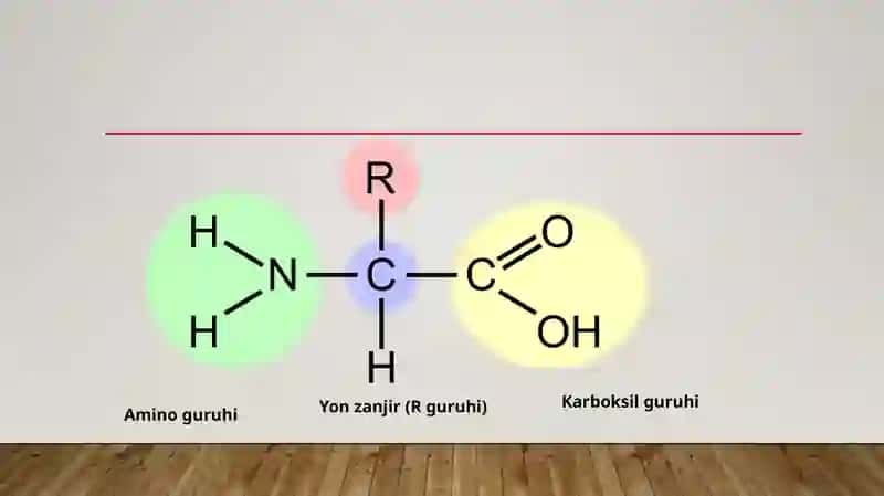 Oqsillarning ahmamiyati va vazifalari 4