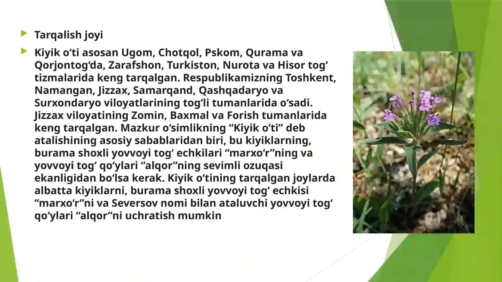Kiyik o‘ti foydasi haqida 4