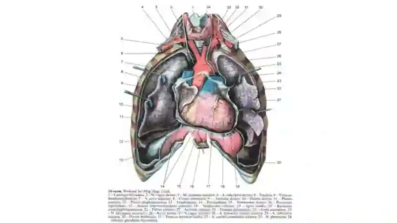 Qon Tomirlar Sistemi 4