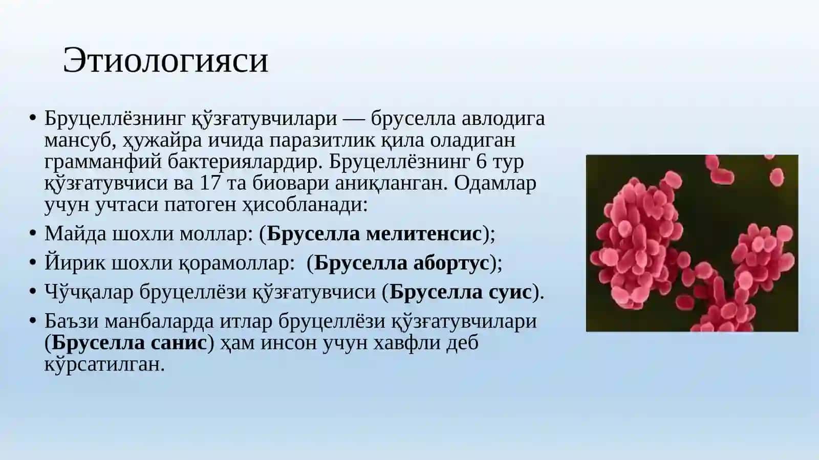 Бруцеллёз 4