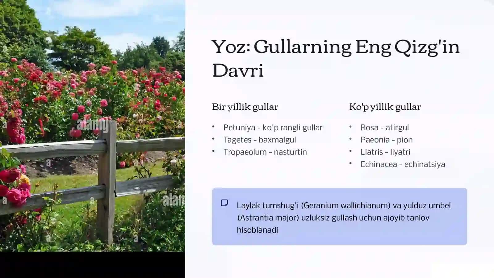 Turlifasllardagulzornitashkiletishko'pyillik,biryillik,birmavsumdagullaydigano'simlikvagullarhaqidama'lumot 4