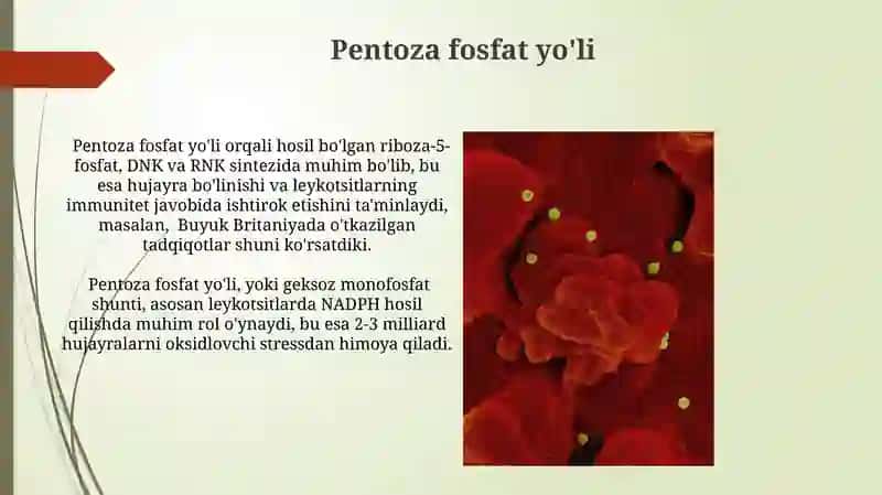 Leykotsitlar metabolizmi xususiyatlari 4
