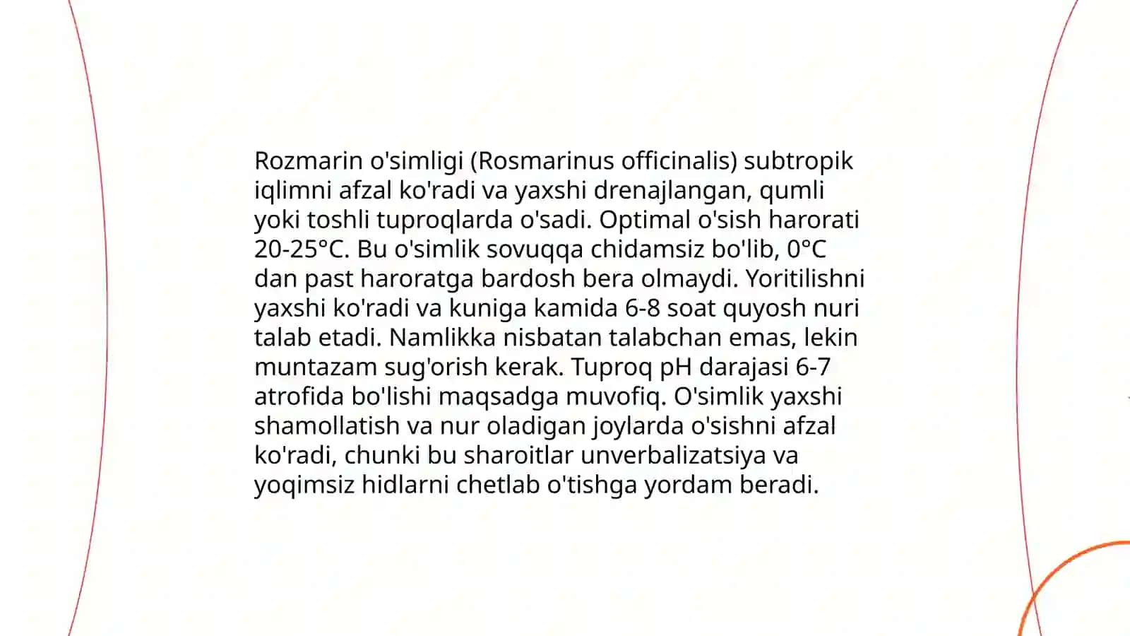 Rozmarin o'simligi 4