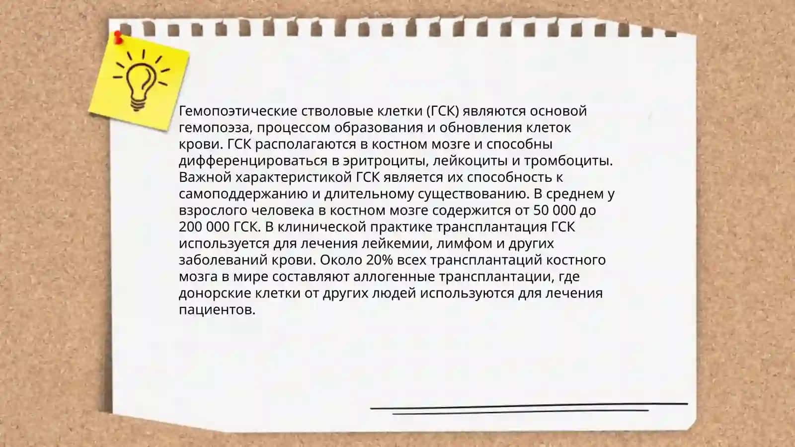 Gemotsitopoez va uning bosqichlari 4