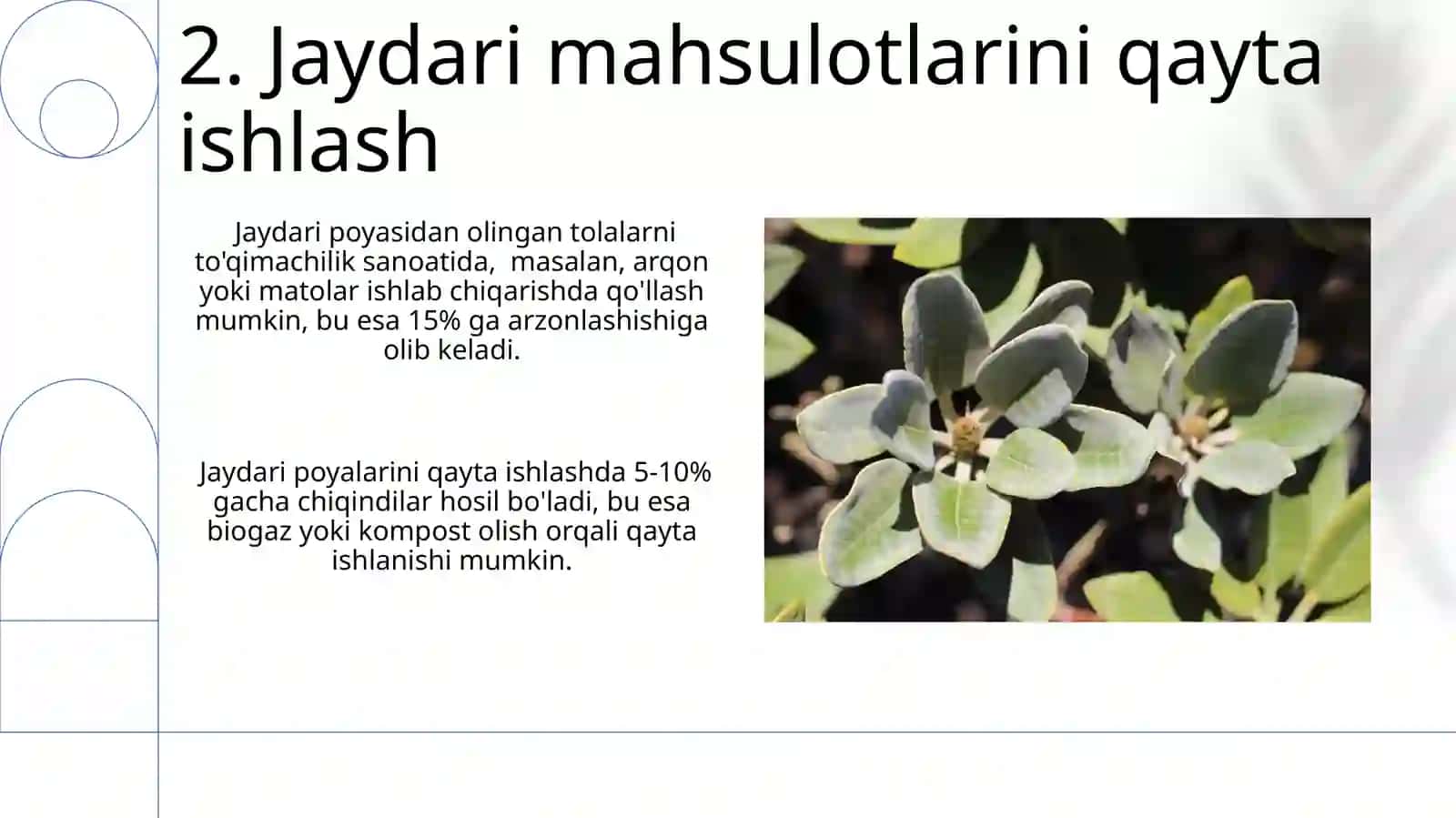 Jaydari no'xat o'simligi haqida 4