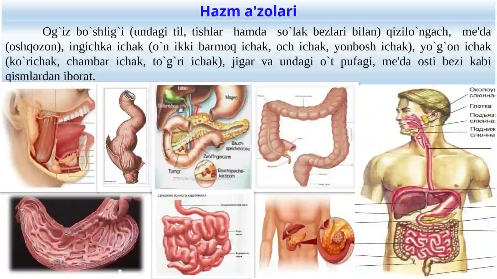 Ovqat hazm qilish tizimi fiziologiyasi 4